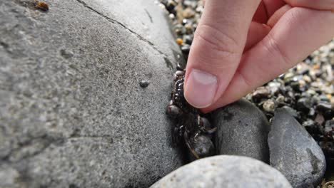 Small-crab-being-picked-up-and-examined