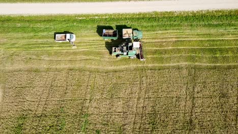 aerial view of a green vintage combine harvester dumping wheat in the field for the food industry, yellow reap grain crops, sunny summer day, birdseye revealing shot camera tilt up