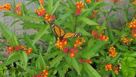 4k shot of the fantastic monarch butterfly