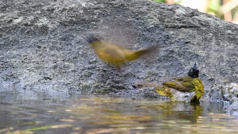 Black-crested-Bulbul-grooming-after-a-bath-in-the-forest-during-a-hot-day,-Pycnonotus-flaviventris,-in-Slow-Motion