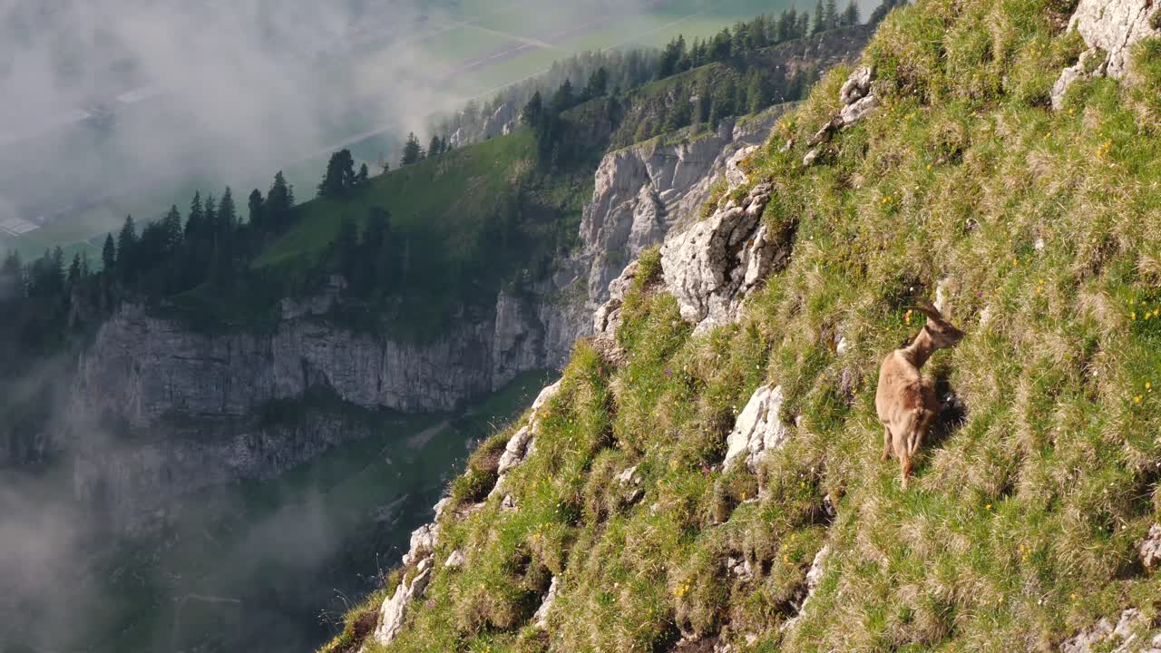 Wild Ibex grazing on steep grassy slope with mist passing in background, Switzerland wildlife