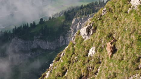 wild ibex grazing on steep grassy slope with mist passing in background, switzerland wildlife