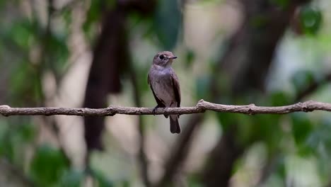 The-Asian-Brown-Flycatcher-is-a-small-passerine-bird-breeding-in-Japan,-Himalayas,-and-Siberia