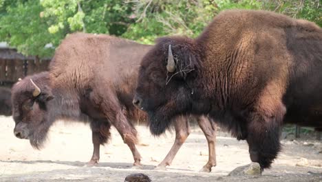 this video showcases serene wildlife moments in a zoo, featuring bison and an elephant forming an unlikely companionship and interaction