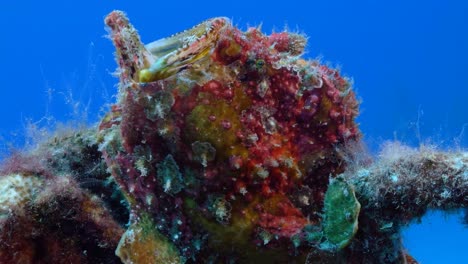 Huge-and-colorful-Frogfish-yawning