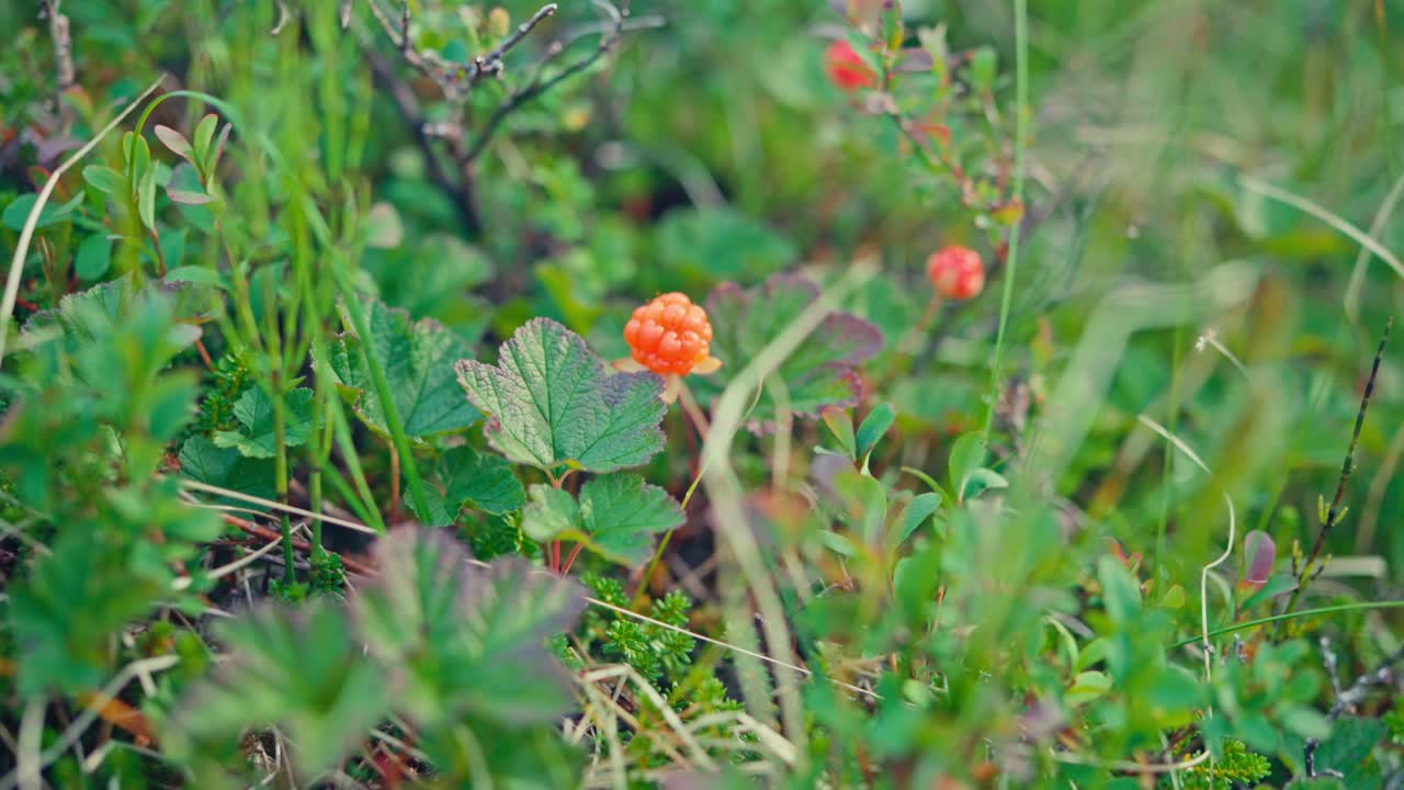 Cloudberries In The Field. - closeup shot