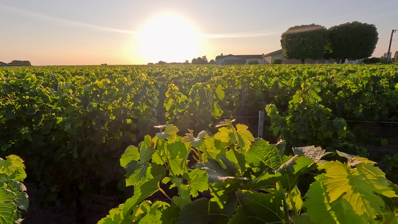 Vista al tramonto di un rigoglioso vigneto a Bordeaux