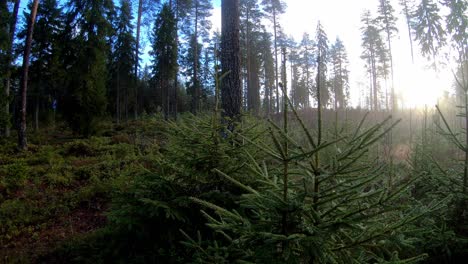 Small-pine-trees-growing-in-a-forest