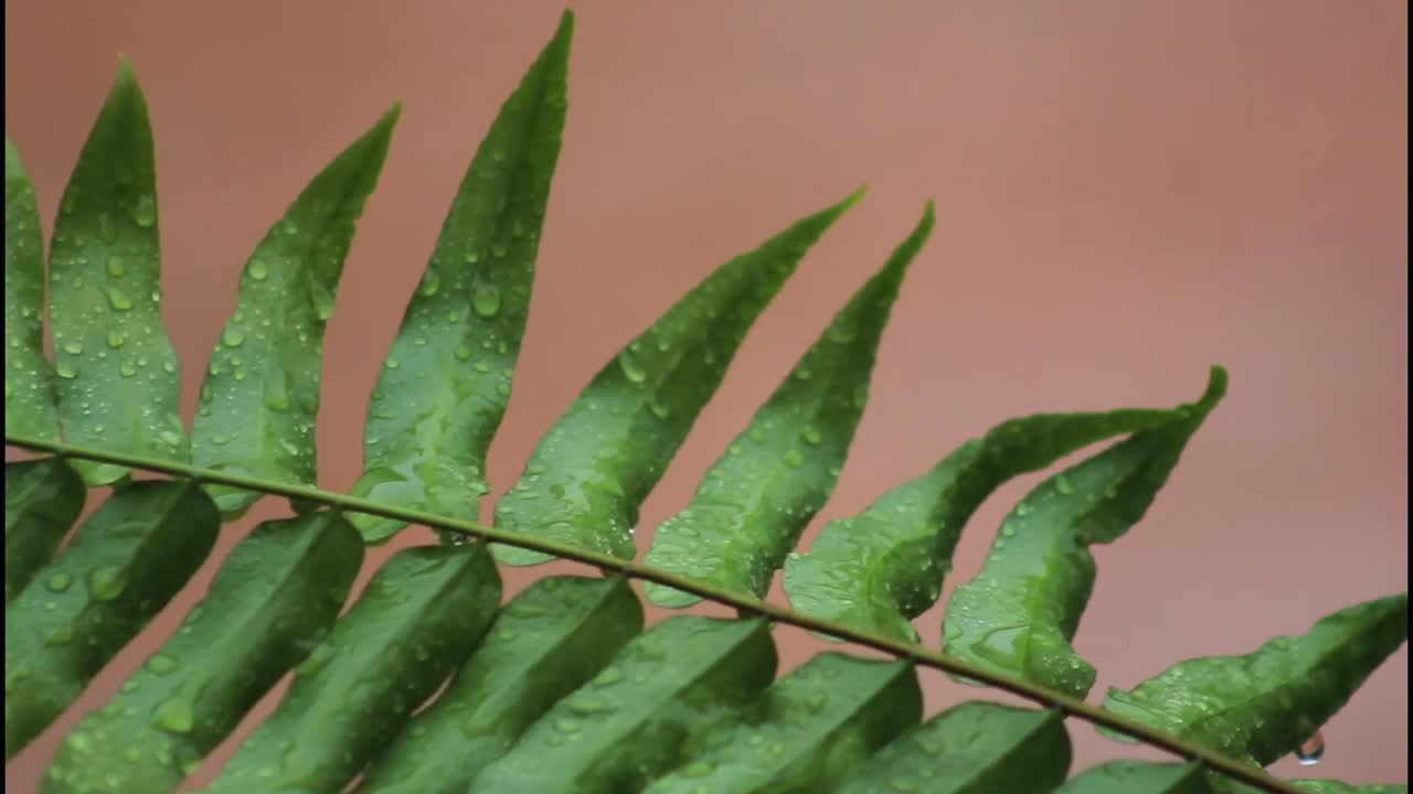 primer plano de una hoja de helecho con gotas de agua
