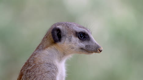 Macro-portrait-of-sweet-meerkat-in-nature-observing---4K---Prores-high-quality-shot