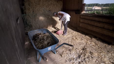 step into the rhythm of rural life as an elderly woman expertly tends to the farm, picking up horse dung with a spade and placing it in a wheelbarrow