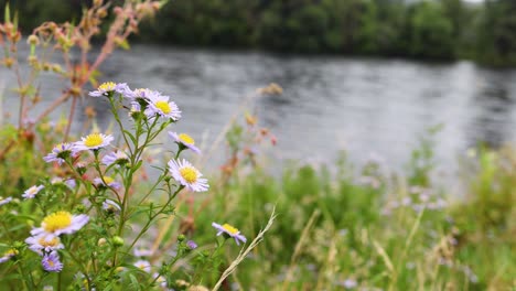 purple daisies near a river in dunkeld, scotland