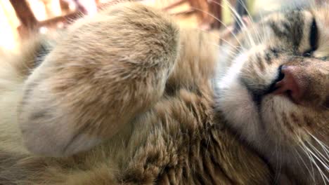 beautiful kitty lay and played