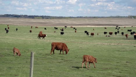 cattle walking and grazing in a green meadow of canada