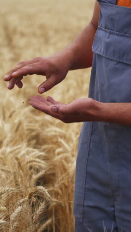 farmer tests the wheat seeds in his hands. male agronomist inspects the quality of grain on wheat field background. vertical video