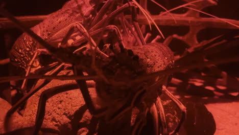 a giant crab eating and moving along side of the aquarium in a red light