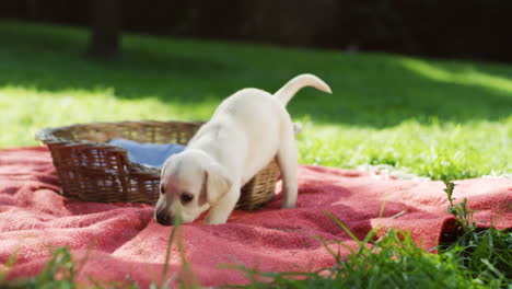 pequeño cachorro labrador caminando sobre una manta y mordiéndola en el parque en un día de verano