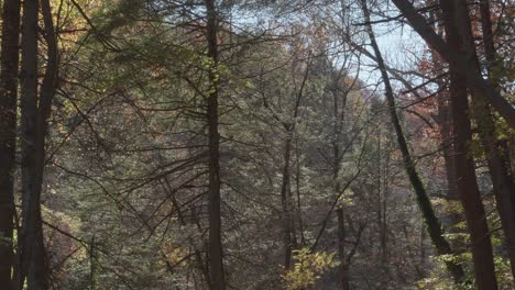 Bäume-Entlang-Des-Wissahickon-Creek-Im-Herbst