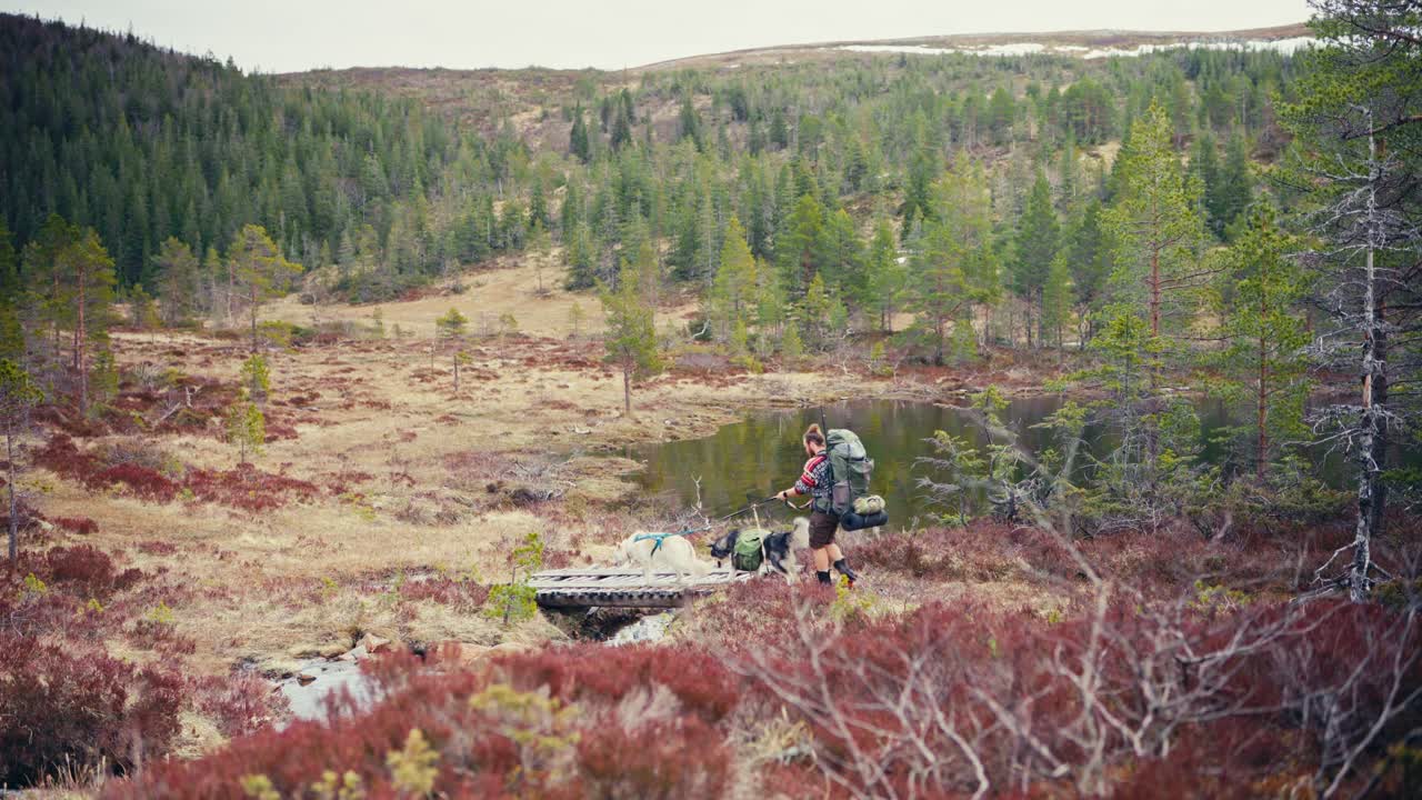 Backpacker Trekking With A Couple Of Alaskan Malamute Dogs In The Open Terrain Near Reinsjoen Lake In Norway. Wide Shot