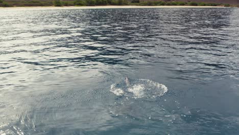 Aerial-View-Of-Spinner-Dolphin-Spinning-And-Jumping-Out-Of-The-Water-in-Makua-Beach,-Oahu,-Hawaii