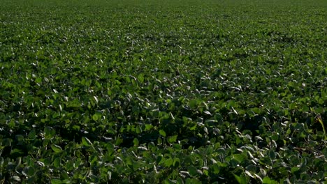 a soy field in slow motion on a windy summer afternoon