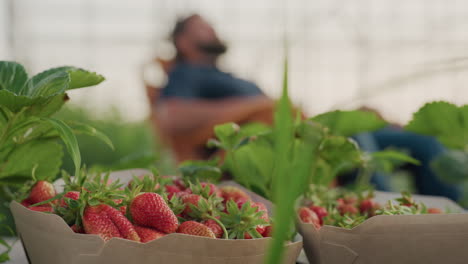 close up ripe strawberry in paper pack with blurred man seated on wooden rocking chair in greenhouse frame, golden hour sun creating bokeh background