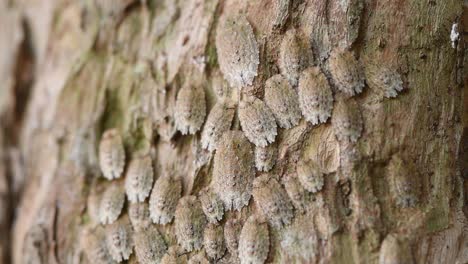 Kolonie-Von-Insekten-Der-Gattung-„Phloea-Sp