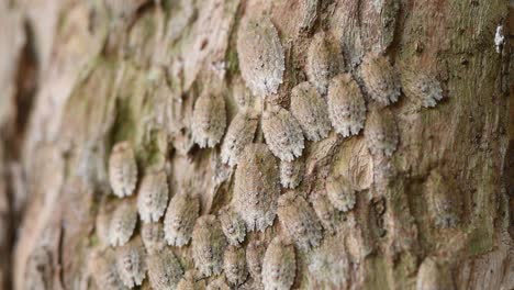 Colony of insects of the genus &amp;quot;Phloea sp