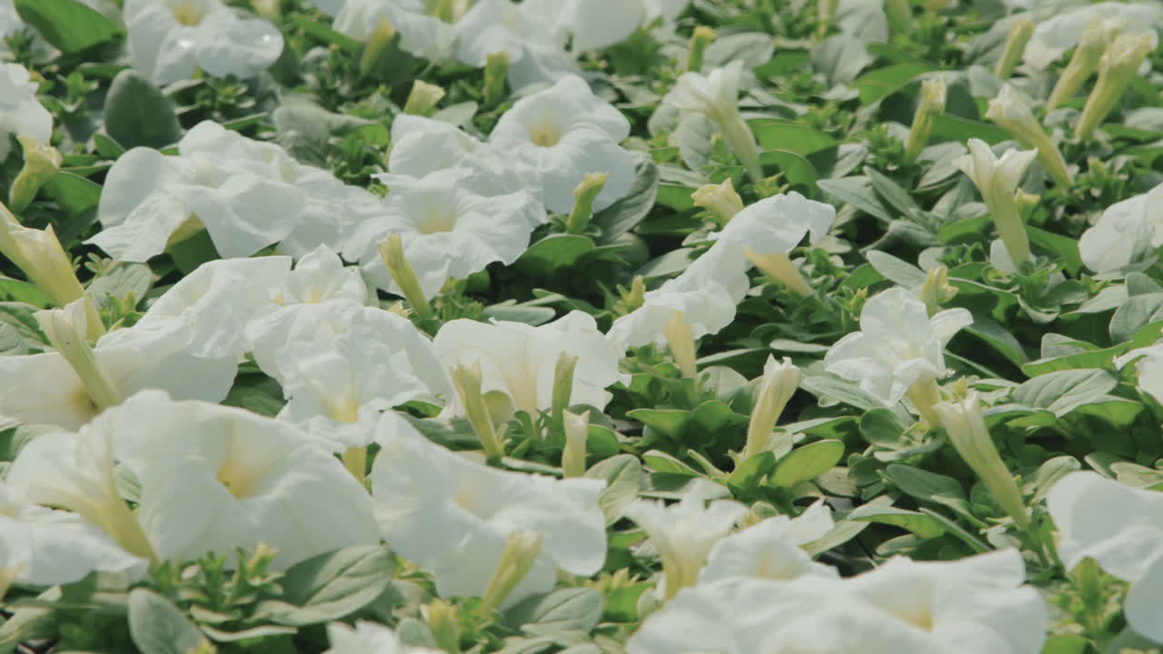 White Lilies in Garden