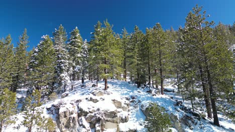 Aerial-view-of-pine-trees-and-large-rock-cliff-boulders