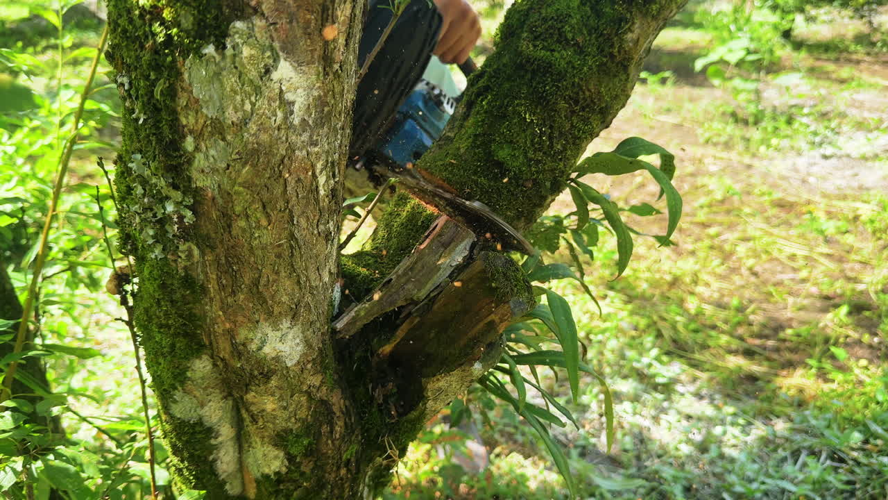 Farmer pruning plum trees after harvest using chainsaw at Moc Chau Vietnam, rural agriculture work, sustainable farming, outdoor manual labor