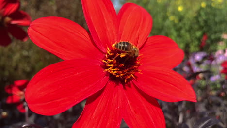 honey bee collecting pollen on red flower in slow motion