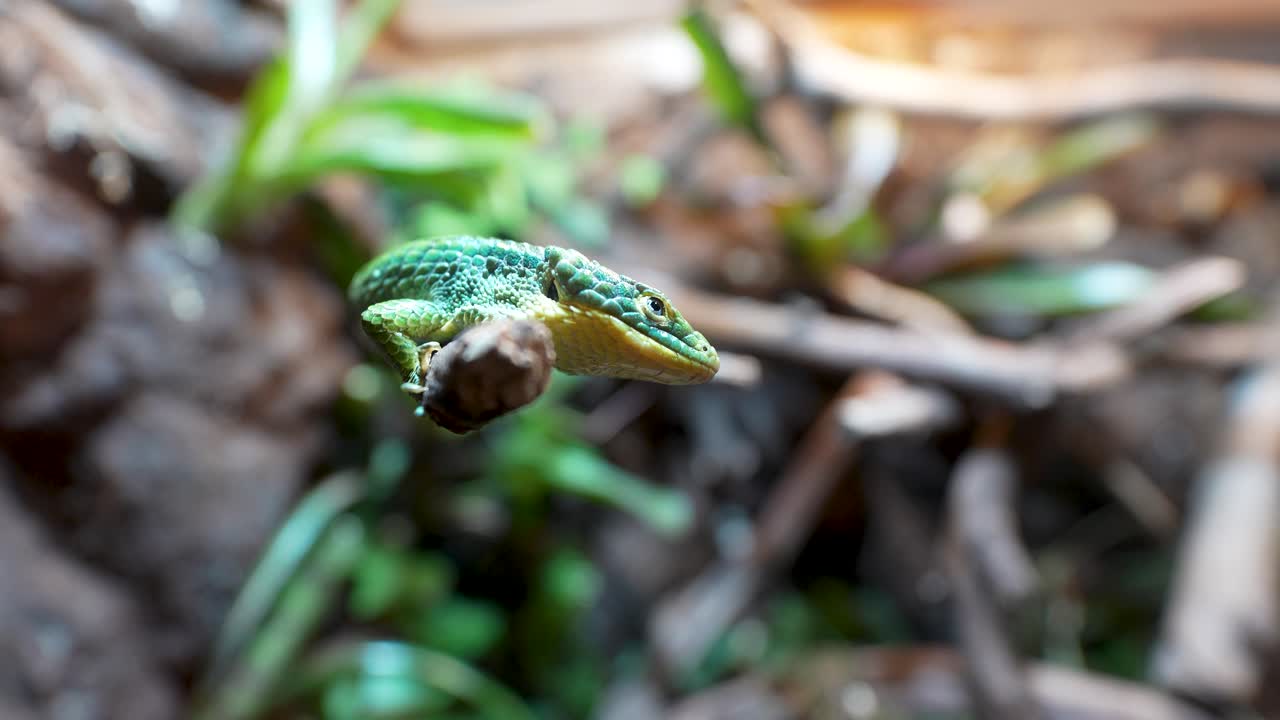 Blue Mexican alligator lizard (Abronia graminea) perched on branch, endangered endemic reptile of Mexico