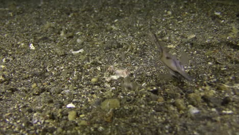 Bobbit-worm-attack-to-banggai-cardinal-fish,-fish-escapes-losing-one-fin,-nightshot-medium-close