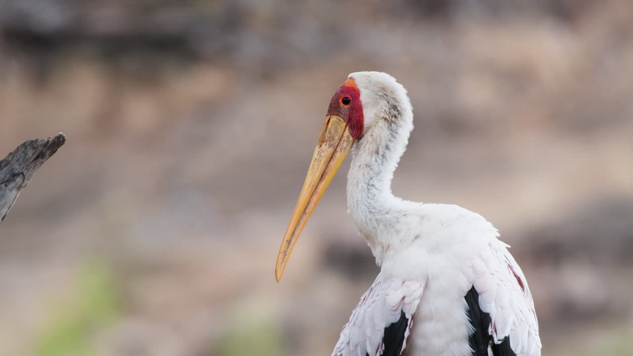 Cicogna beccogiallo che si pulisce le piume in Africa