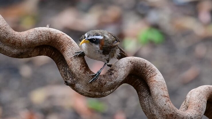 The White-browed Scimitar Babbler is an interesting bird as its name carries a Scimitar like bill, a weapon originating in the Middle East in which the bill of this babbler looks like