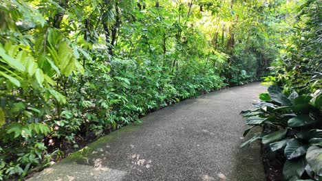 tropical garden path