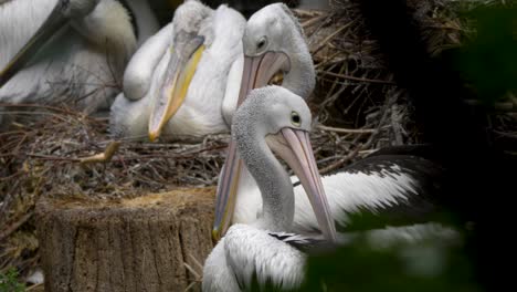 flock of different species of pelicans resting in captivity