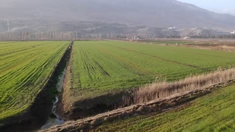 Overtake-Shot-Of-Huge-Planted-Green-Fields-In-Western-Beqaa-Valley,-Lebanon