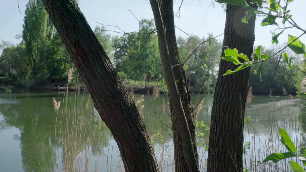 호수 위의 관목. 부드러운 돌리