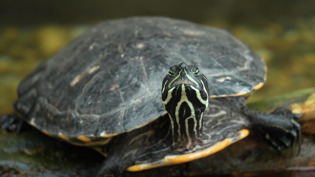 Sleepy Yellow-bellied Slider Turtle Relaxing on Wet Log Looking At Camera
