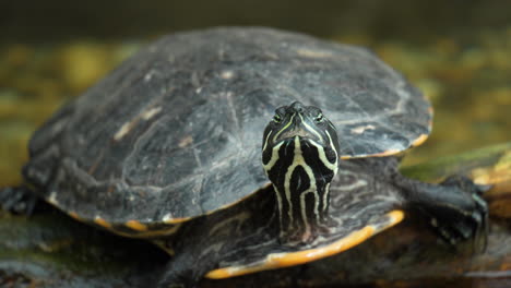 sleepy yellow-bellied slider turtle relaxing on wet log looking at camera