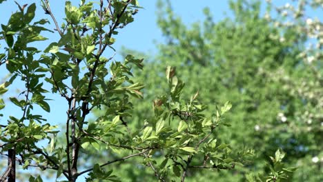 the movement of leaves in a strong wind