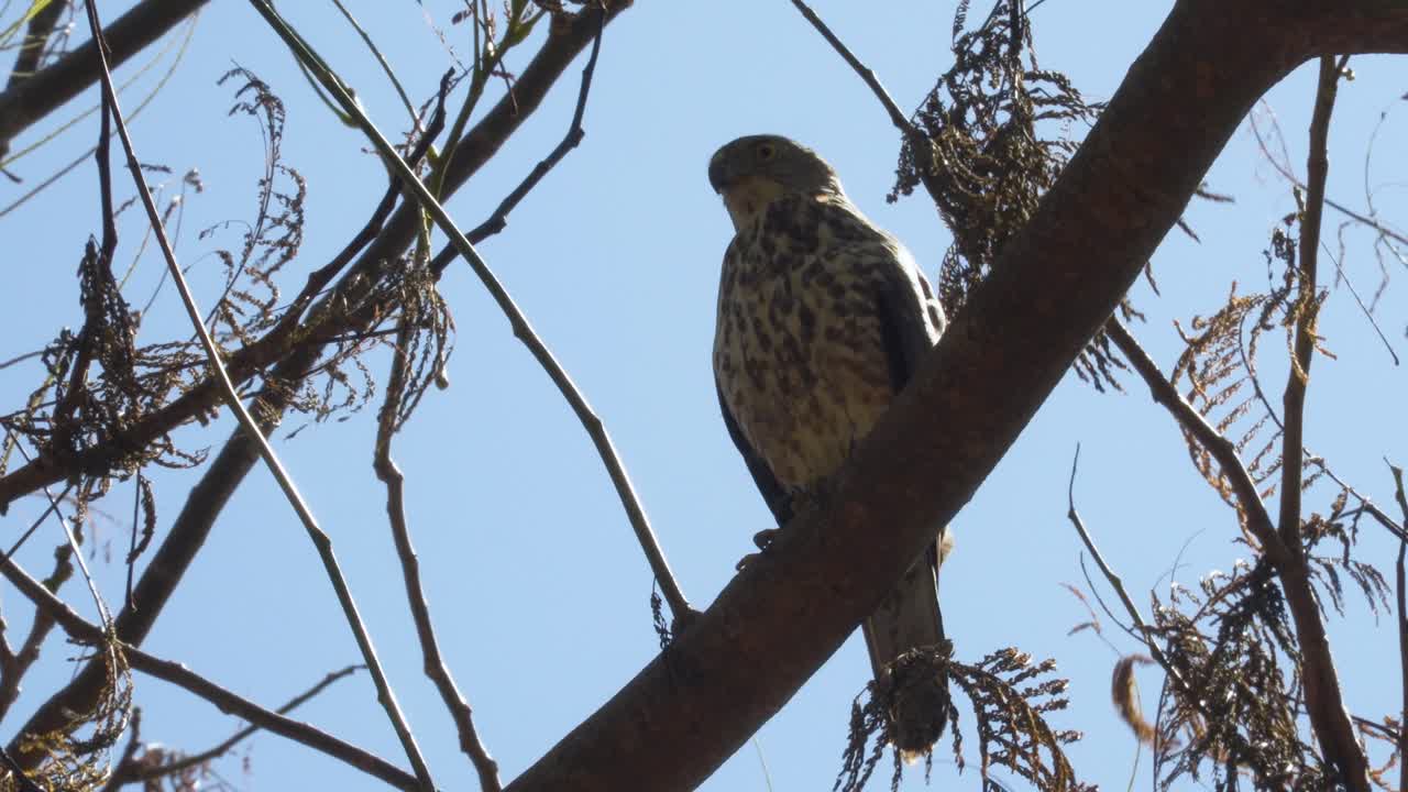 azor de fiji posado en un árbol cazando presas, accipiter rufitorques