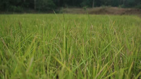 Tiro-Estático-Pov-Bajo-De-Hierba-De-Campo-De-Arroz,-India