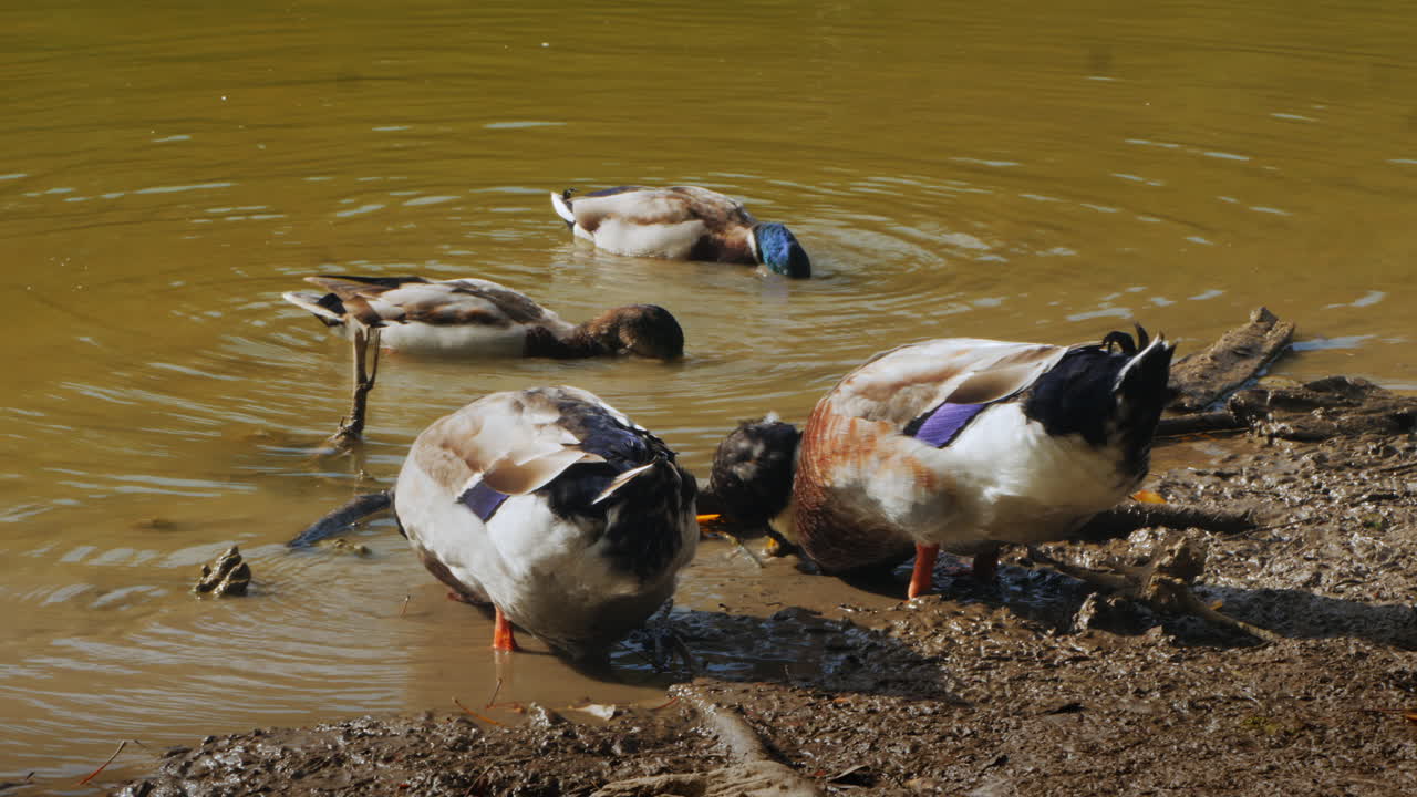 Ducks Feeding on the Shore of a Pond