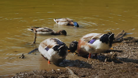 ducks feeding on the shore of a pond