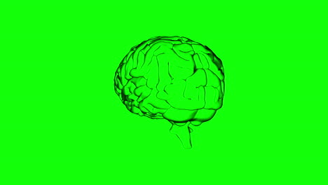 brain spinning on green screen background