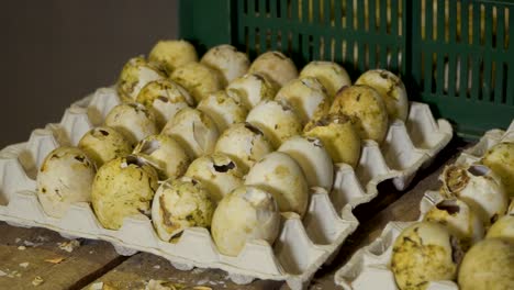 Farmer sort empty egg shells after birth of birds
