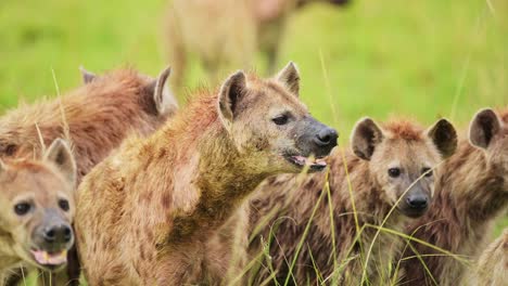 slow motion shot of close shot of group of hyenas watching out while feeding on remains of a kill, scavenging african wildlife in maasai mara national reserve, dangerous safari animals